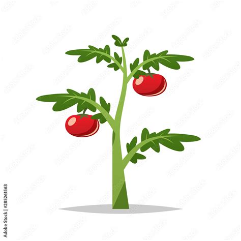 Cartoon Tomato Plant Vector Isolated Illustration Stock Vector Adobe