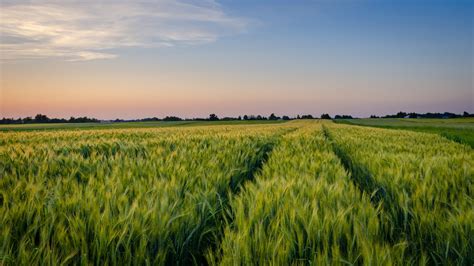 Download Nature Sky Field Wheat 4k Ultra Hd Wallpaper