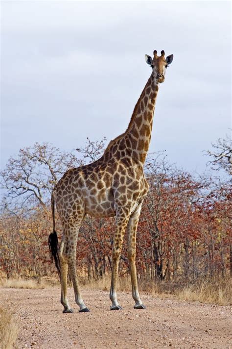 810+ Tall giraffe Free Stock Photos - StockFreeImages