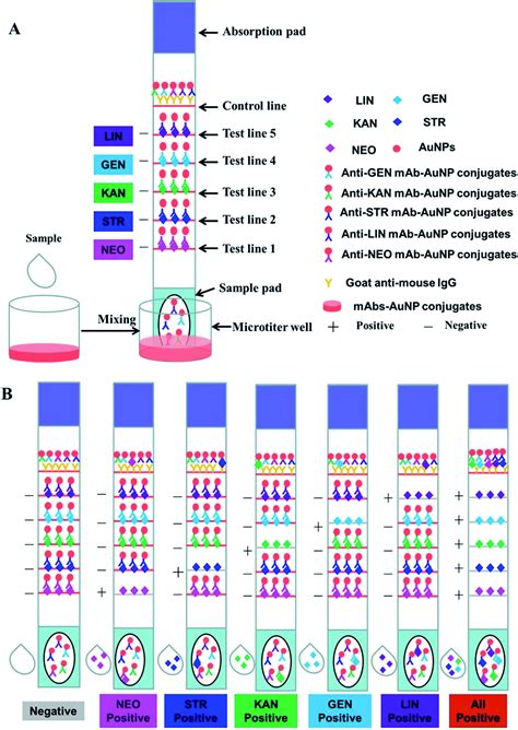 Multiplex Lateral Flow Immunoassay For Five Antibiotics Detection Based On Gold Nanoparticle