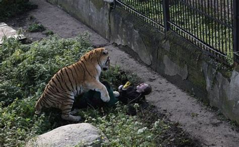 Un tigre ataca a su cuidadora en un zoológico