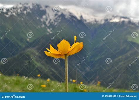 Yellow Flower Surrounded By Mountain Peaks Stock Photo Image Of
