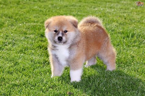 50 Very Beautiful Akita Dog Photos And Images