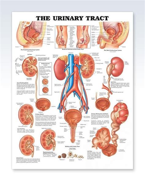Male Urinary Tract Anatomy