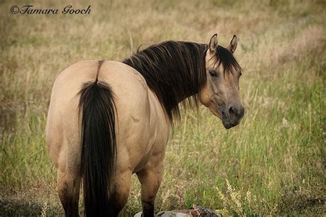 Get new email alerts for new ads matching this search: Handsome Wild Buckskin Mustang Stallion. | Wild Mustangs ...