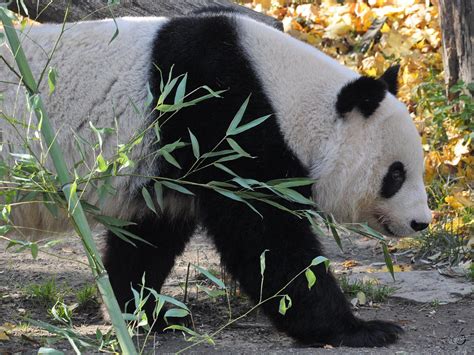 Großer Panda Ailuropoda Fotos Tier Fotoseu