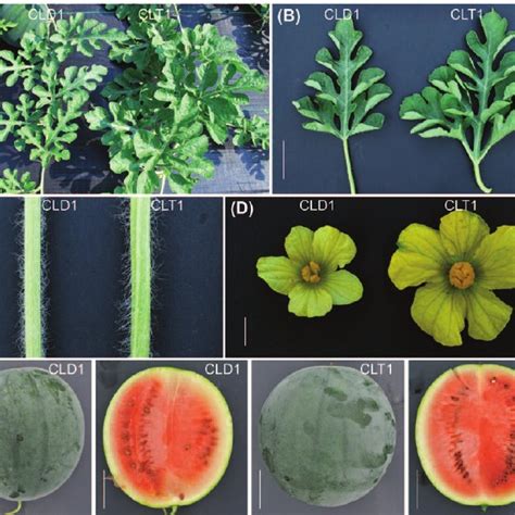 Morphological Features Of Diploid Cld1 And Tetraploid Clt1 Plants Download Scientific