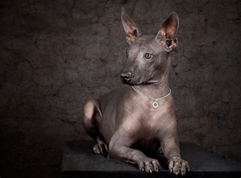 Mexican Hairless Dog Xoloitzcuintle Everything You Need To Know