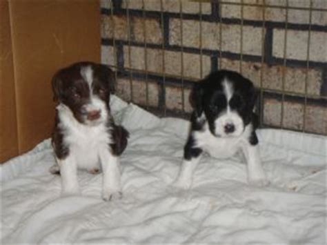 Explore 108 listings for kc springer spaniel puppies at best prices. English Springer Spaniel Puppies in Michigan