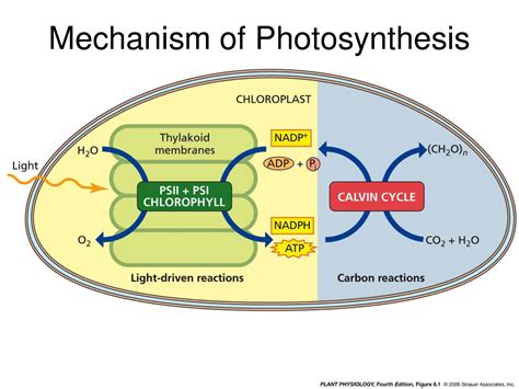 Solution Mechanism Of Photosynthesis Agriculture Assignment Studypool