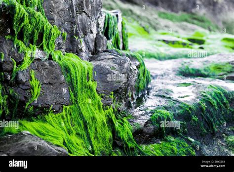 Bright Green Seaweed Growing On Rocks Stock Photo Alamy