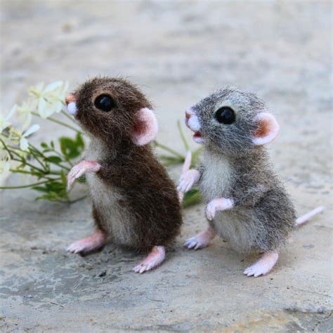 Field Mice Animals Cute Baby Animals Cute Animals
