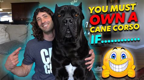 Why You Must Own A Cane Corso Youtube