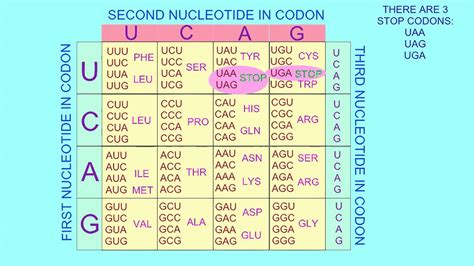 Stop And Start Codons Youtube