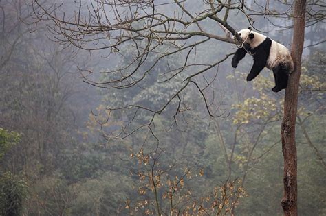 Desktop Wallpapers Pandas Lying Down Sleep Trunk Tree Branches