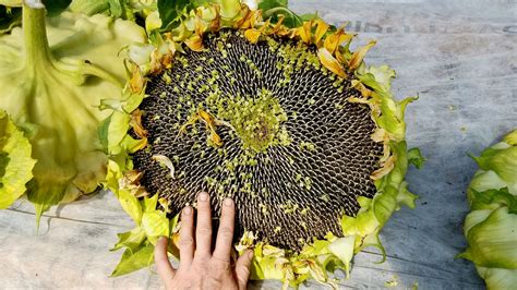Mongolian Giant Sunflower The Plant Good Seed Company