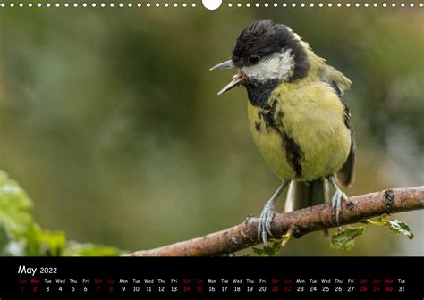 Popular Garden Birds Of The United Kingdom Calvendo