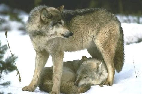 Wolves Protect Each Other Forever Sleeping Wolf Wolf Mates Wolf World