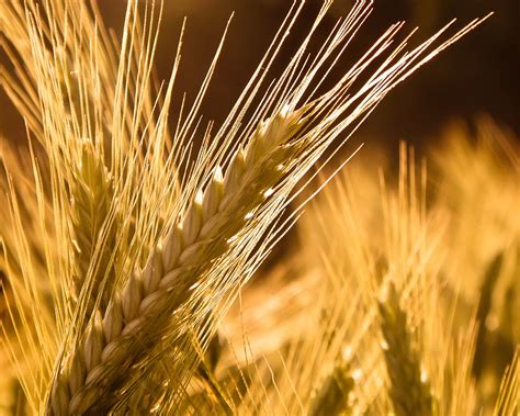 Barley Wallpaper Plants Nature Wallpapers In  Format For Free Download