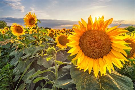 Sunflower Guide Jung Seeds Gardening Blog Growing Sunflowers From