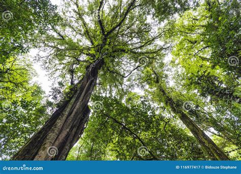 Huge Rainforest Tree In Bali Stock Image Image Of Munduk Large
