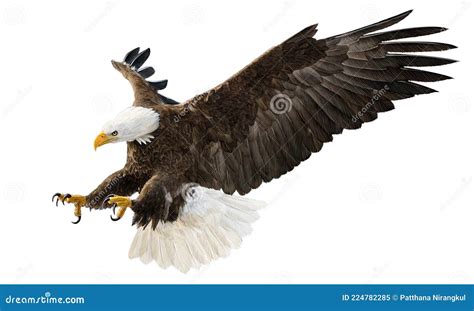 Bald Eagle Flying Swoop Attack Hand Draw And Paint Color On White