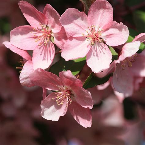 Pink Spring Blossoms Close Up Picture Free Photograph Photos Public