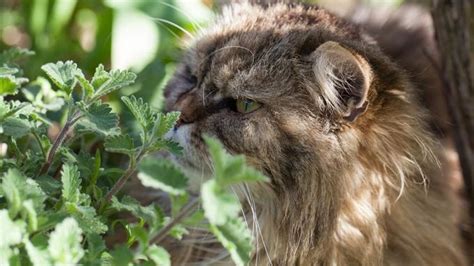 Cataire La Fameuse Herbe à Chats