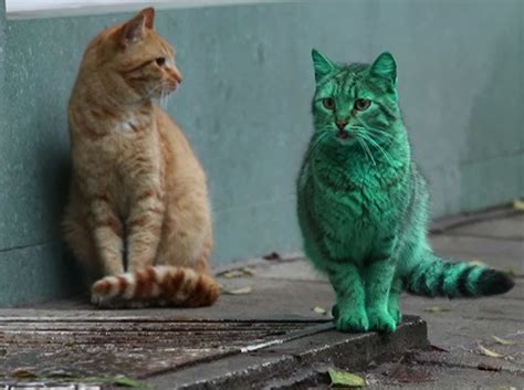 Whats The Deal With This Green Cat Inhabitat Green Design