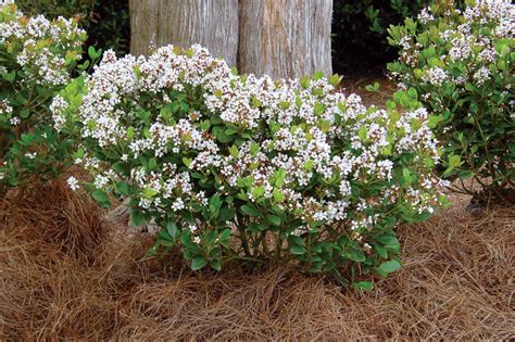 Indian Hawthorn Care Plant Addicts