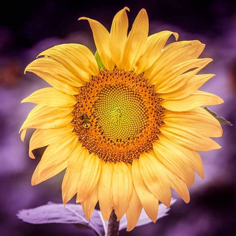 Sunflowers In The Mckee Beshers Wildl Hd Photo By Rosie Kerr