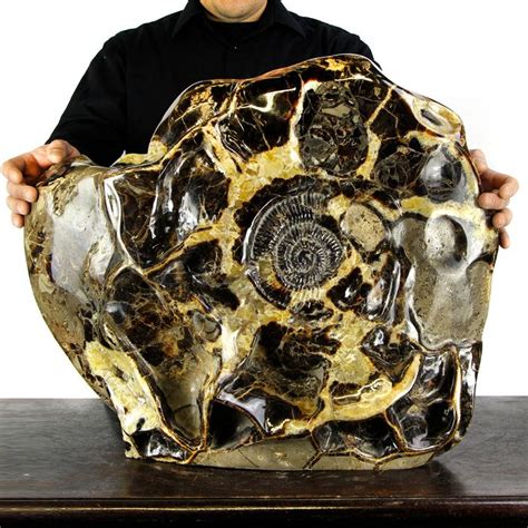 Large Fossil Ammonite In Septarian Nodule With Aragonite Catawiki