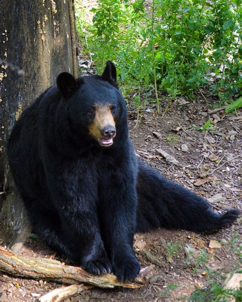 amerikansk svartbjörn björn · gratis foto på pixabay