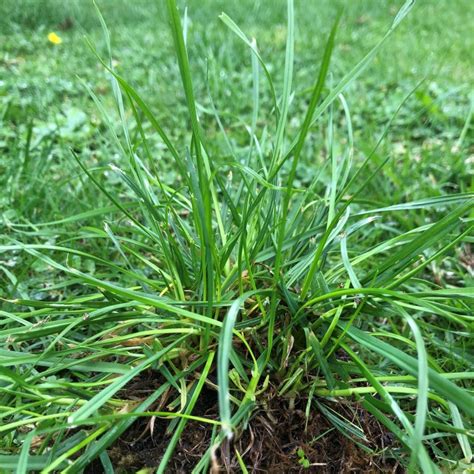 A Guide To The Top Most Common Lawn Weeds Myhometurf