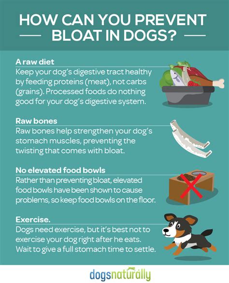Bloat In Dogs Symptoms Treatment And Prevention Dog Nutrition