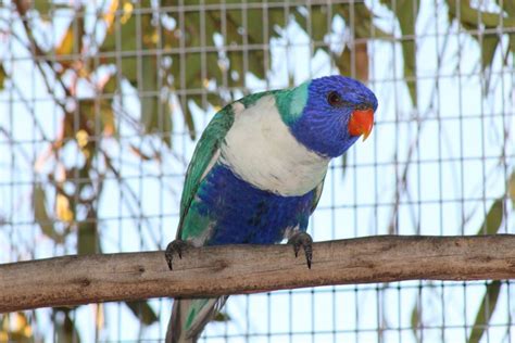 Australian Breeder Produces Stunning Blue Rainbow Lorikeet Mutation