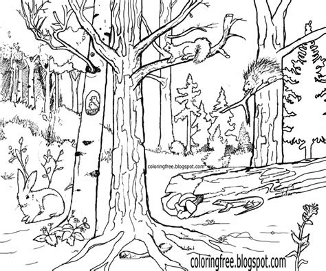 American Forest Habitat Coloring Pages