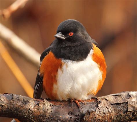 February Bird Of The Month Spotted Towhee Birding In Bc Community