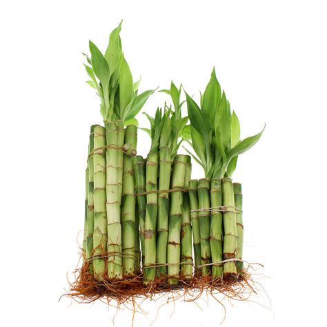 Lucky Bamboo Live Plant 4 6 And 8 Straight Stalks Bundle Of 30 Nw