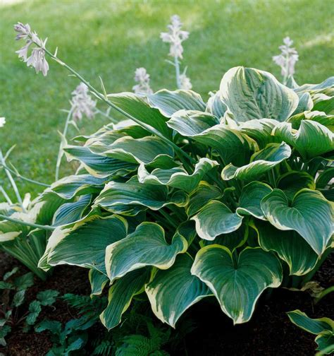 26 Of The Best Hosta Varieties For Your Shade Garden