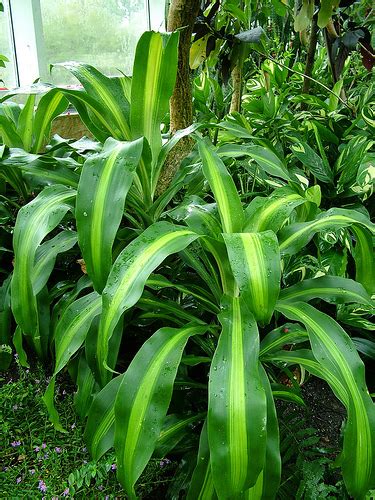 Top 10 Tropical House Plants Any One Can Grow