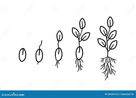 Stages Of Seed Germination Vector Illustration Of Gardening Seedlings