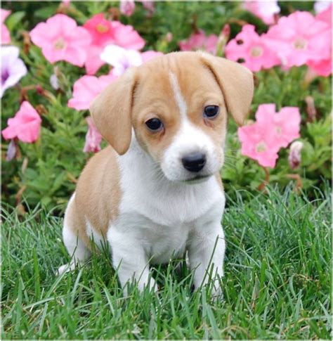 All of our beagles are raised in a family environment. pocket beagles for sale ny