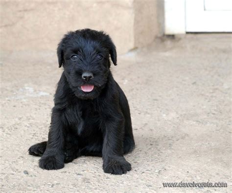 Socialization training imparted to the standard schnauzer puppies would help them get over their anxiety towards strangers. Black standard schnauzer puppy, 41 days old. | Schnauzer ...