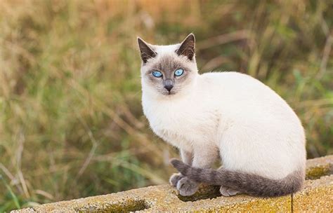 Mèo Xiêm Siamese Cat Đặc điểm Cách Nuôi Và Giá