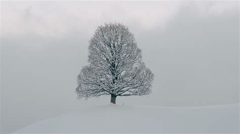 Download Wallpaper 3840x2160 Tree Snow Winter Nature White 4k Uhd
