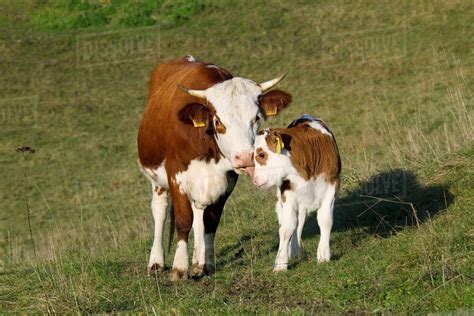 Cow And Calf In Field Stock Photo Dissolve