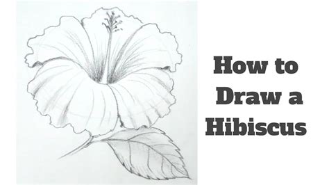 Hibiscus Flower Drawing Step By Step