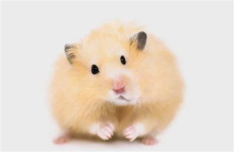 Interesting Teddy Bear Hamster Facts For Kids 2023 Fun Facts