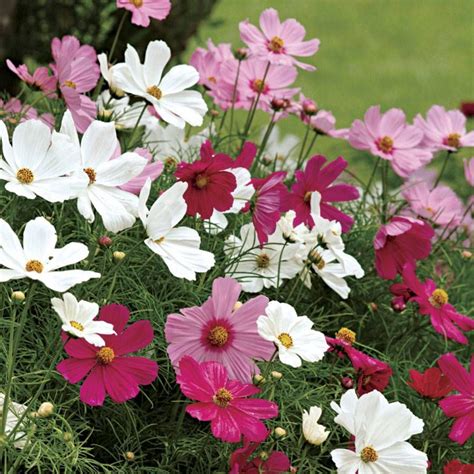 Sonata Mix Cosmos Flower Seeds Park Seed